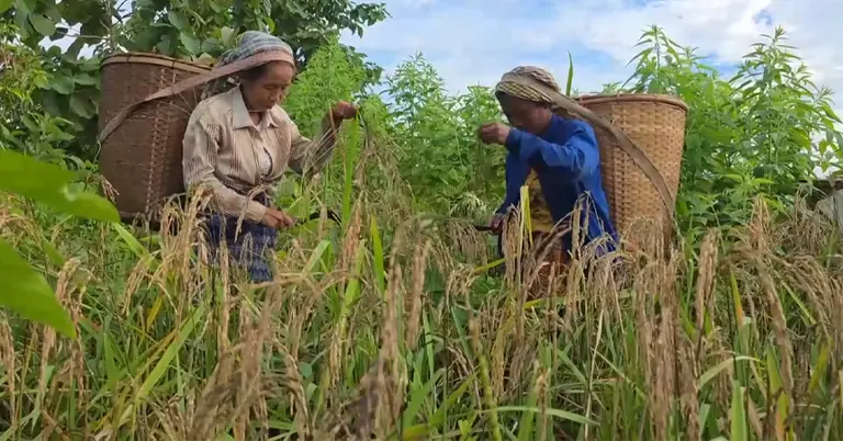 বান্দরবানে জুমের ধান কাটছেন নারীরা